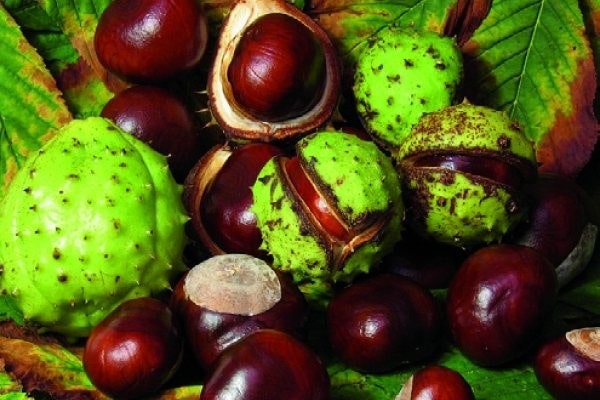 قرص ونوگل بهترین داروی رفع واریس دست و پا 2 اثرات فارماکولوژی قرص ونوگل